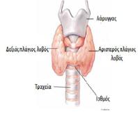 θυρεοειδησ